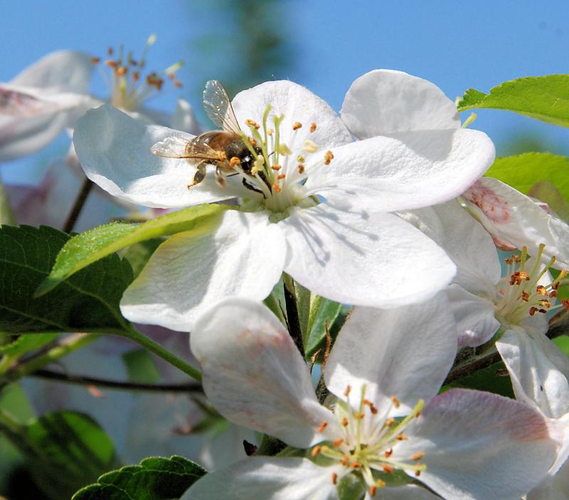 3030_05 Biene in geöffneter Kirschblüte - Kirschbäume im Alten Land. | Fruehlingsfotos aus der Hansestadt Hamburg; Vol. 2